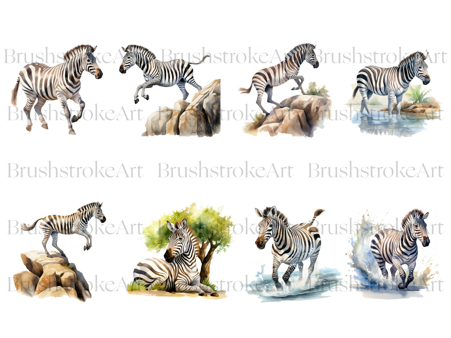 Safari Zebra