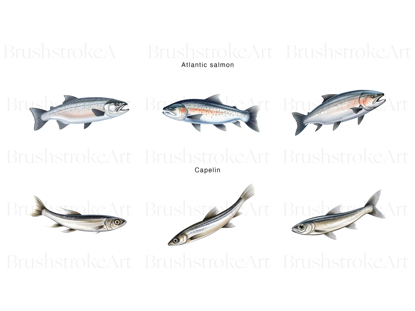 Salmon Clipart