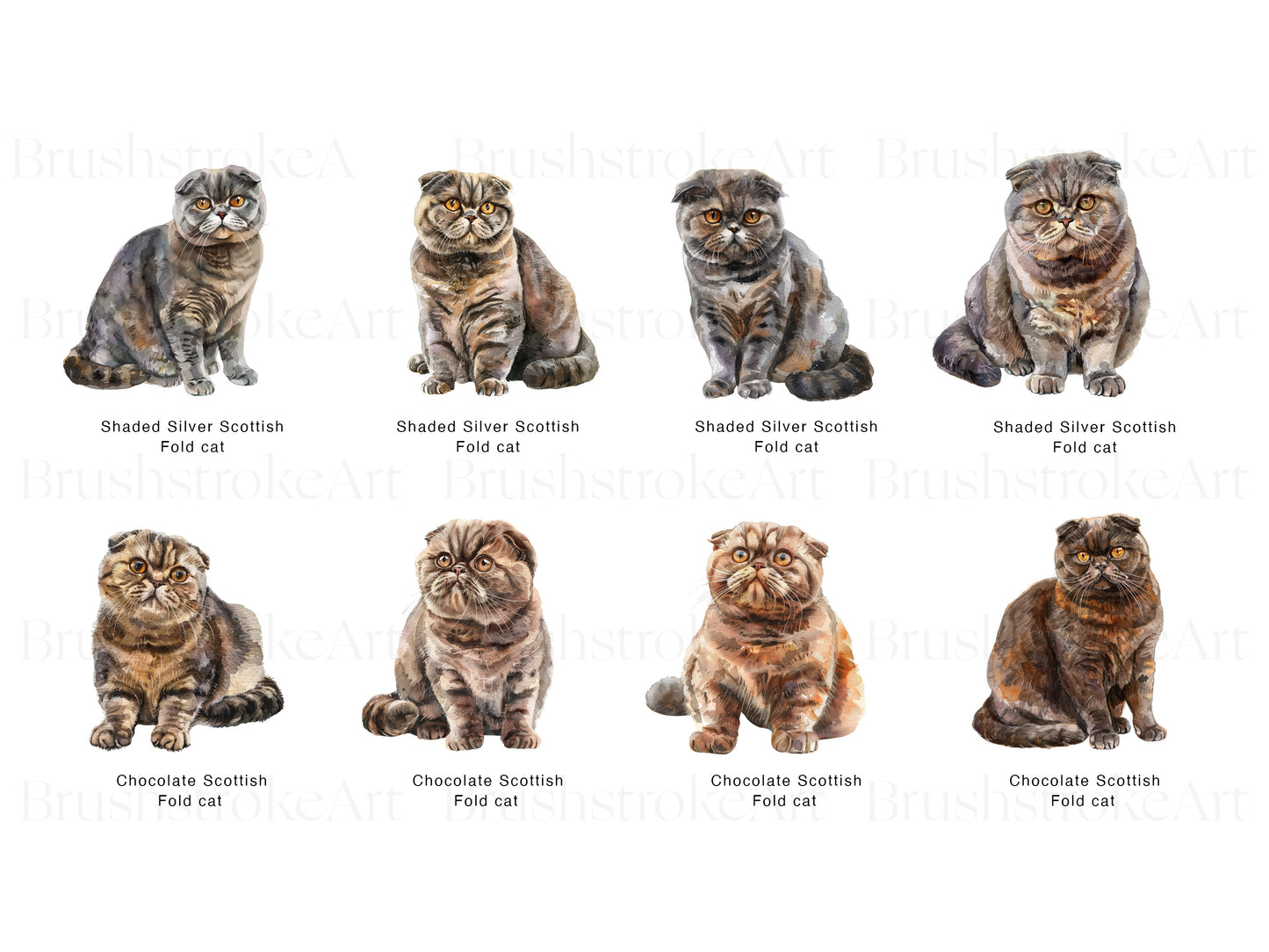 Scottish Fold