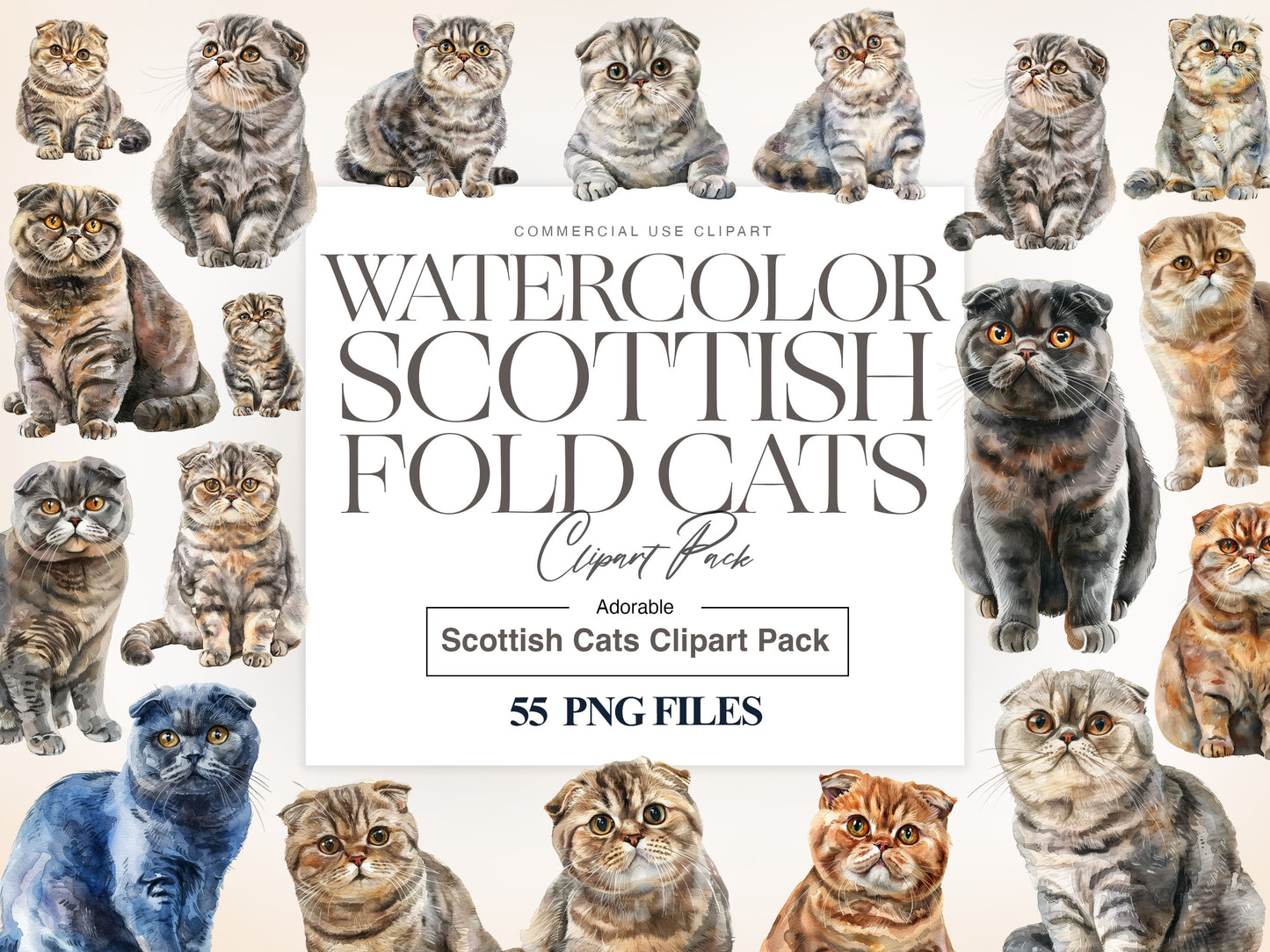 Scottish Fold Cat