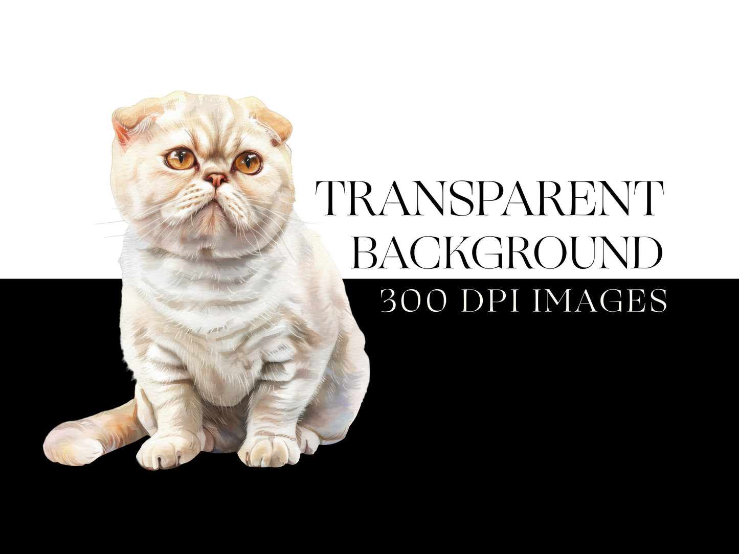 Scottish Fold PNG