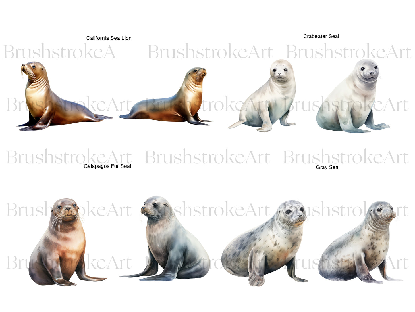 Sea Lion Clipart