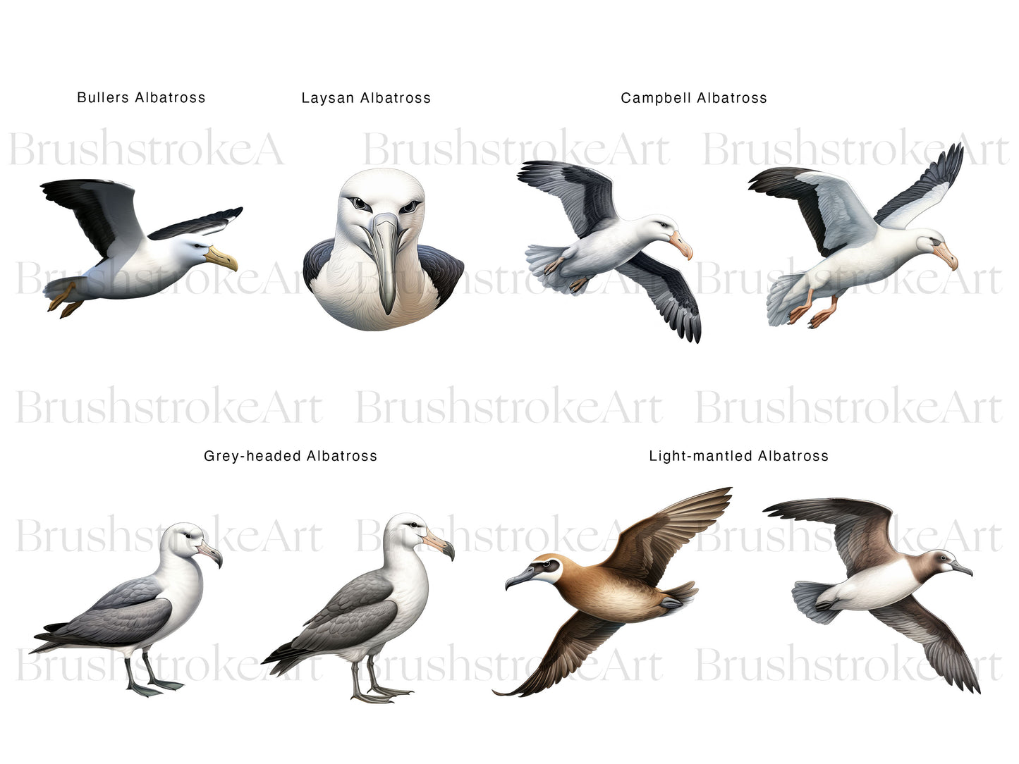Seagull Clipart