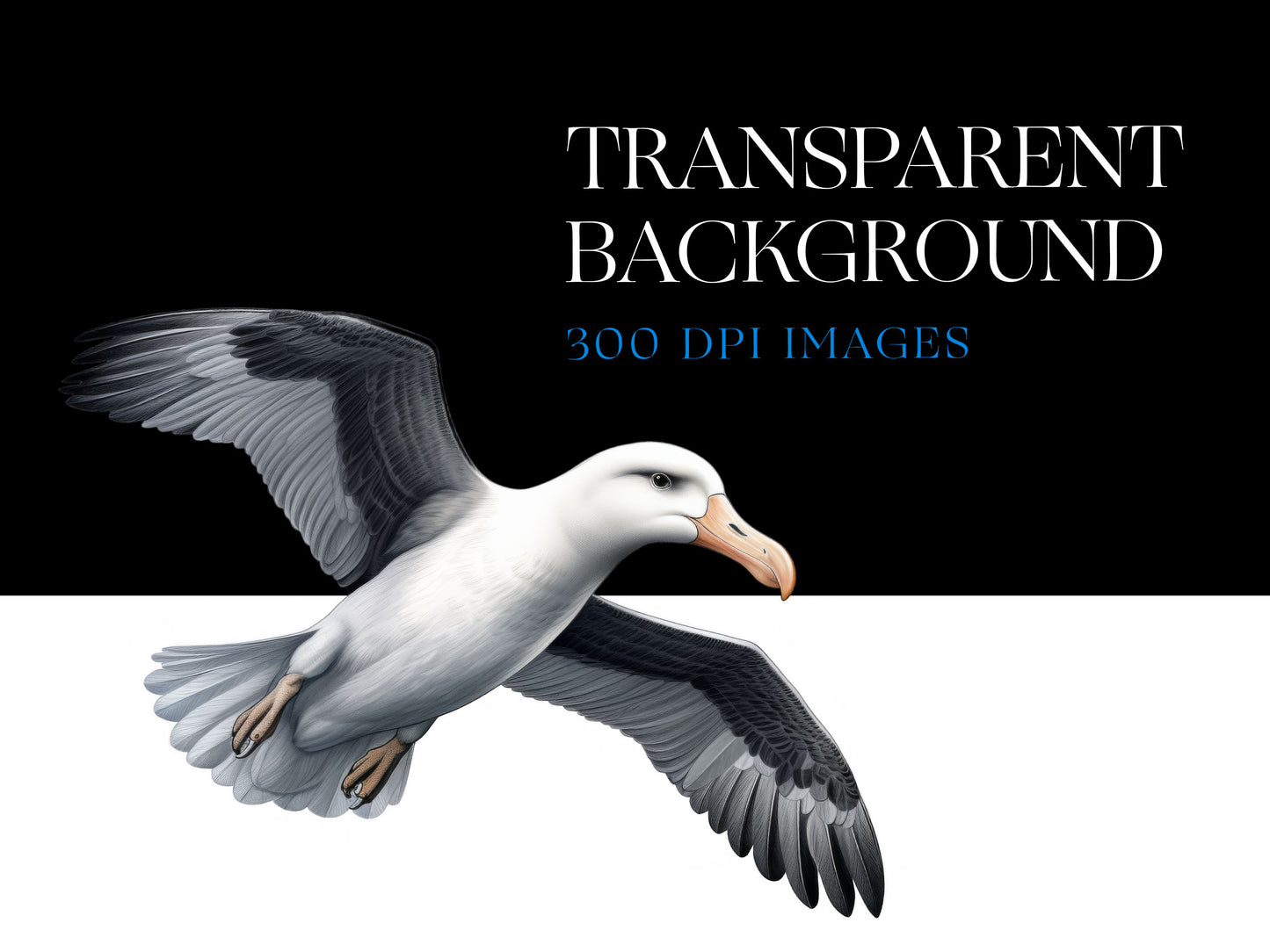 Seagull PNG
