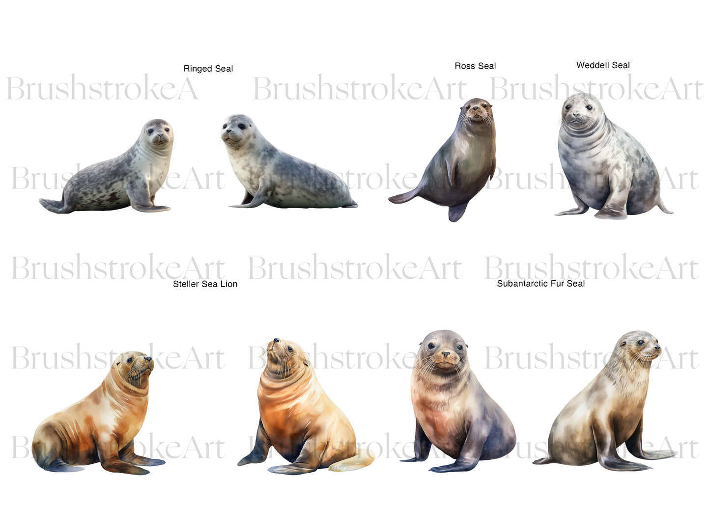 Seal PNG