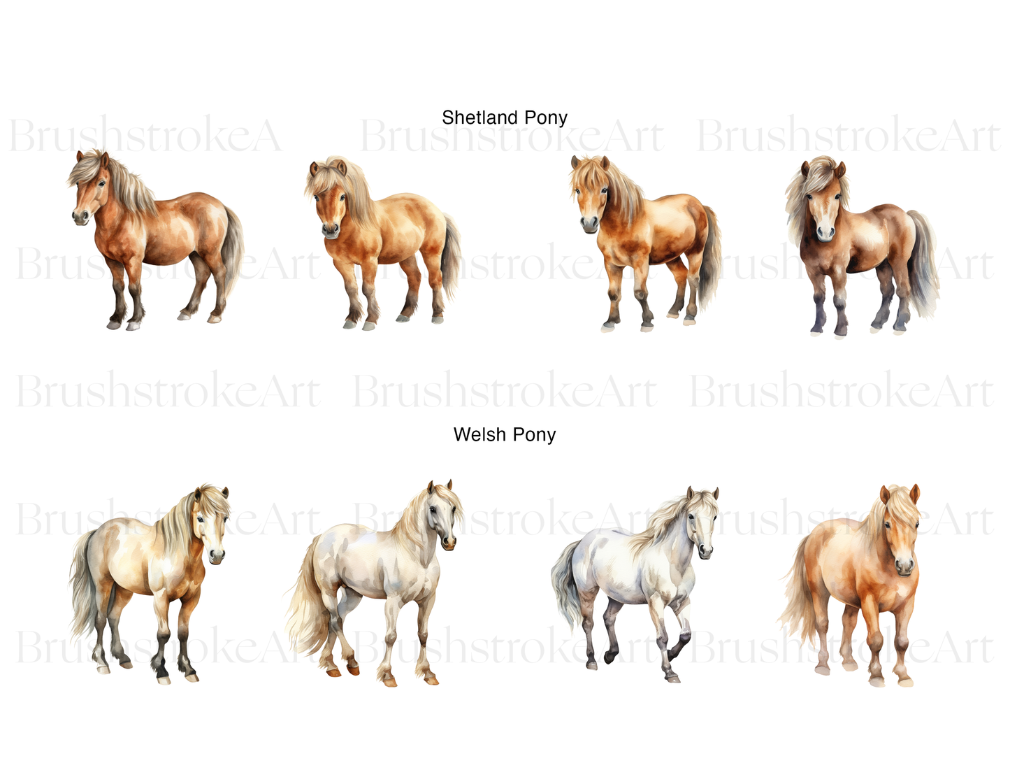 Shetland Pony