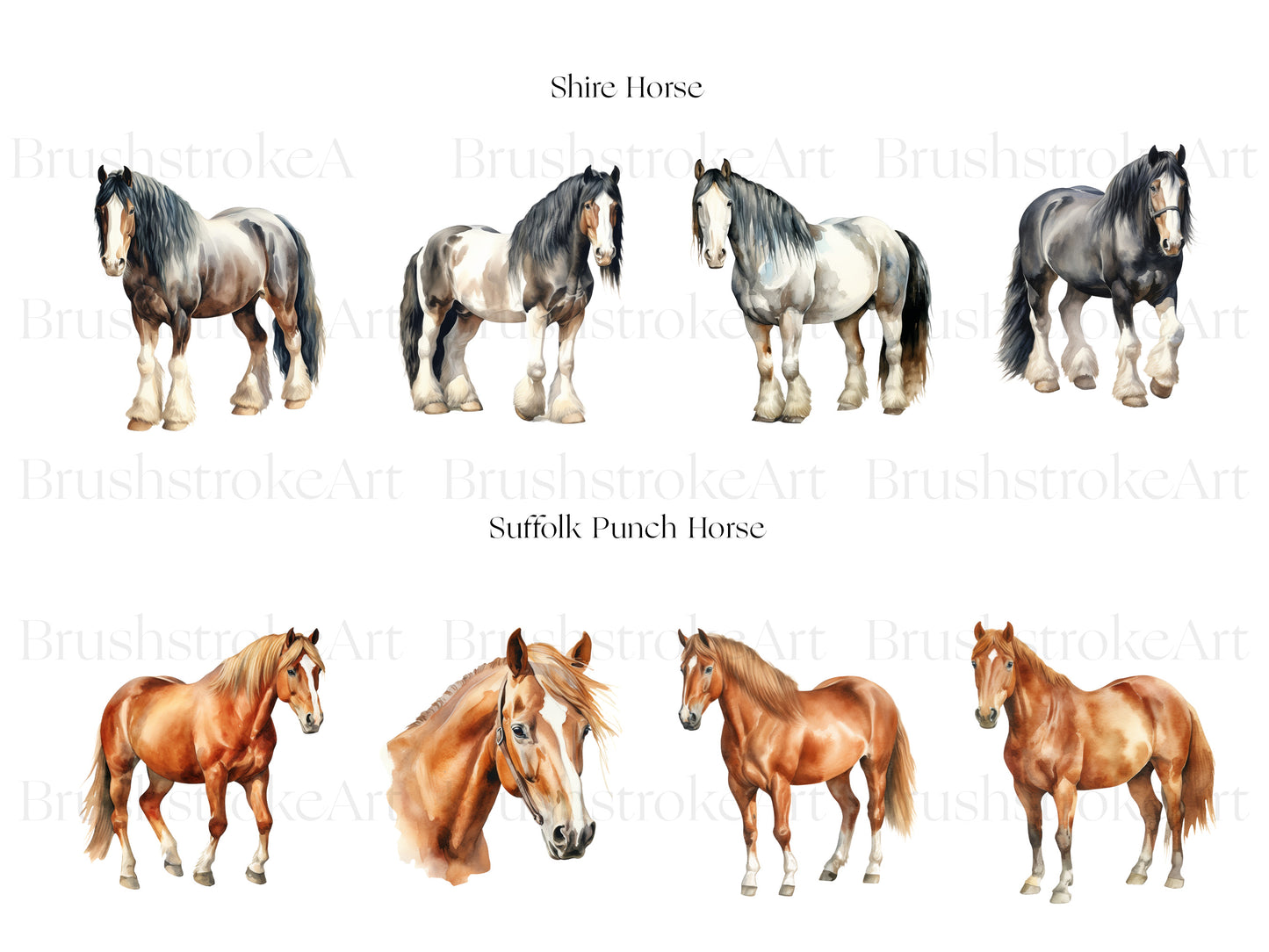 Shire Horse