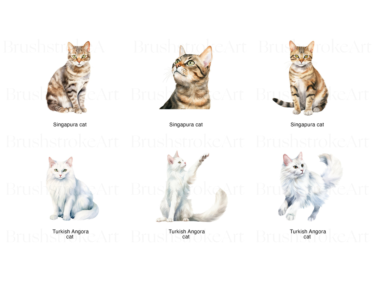 Singapura Cat