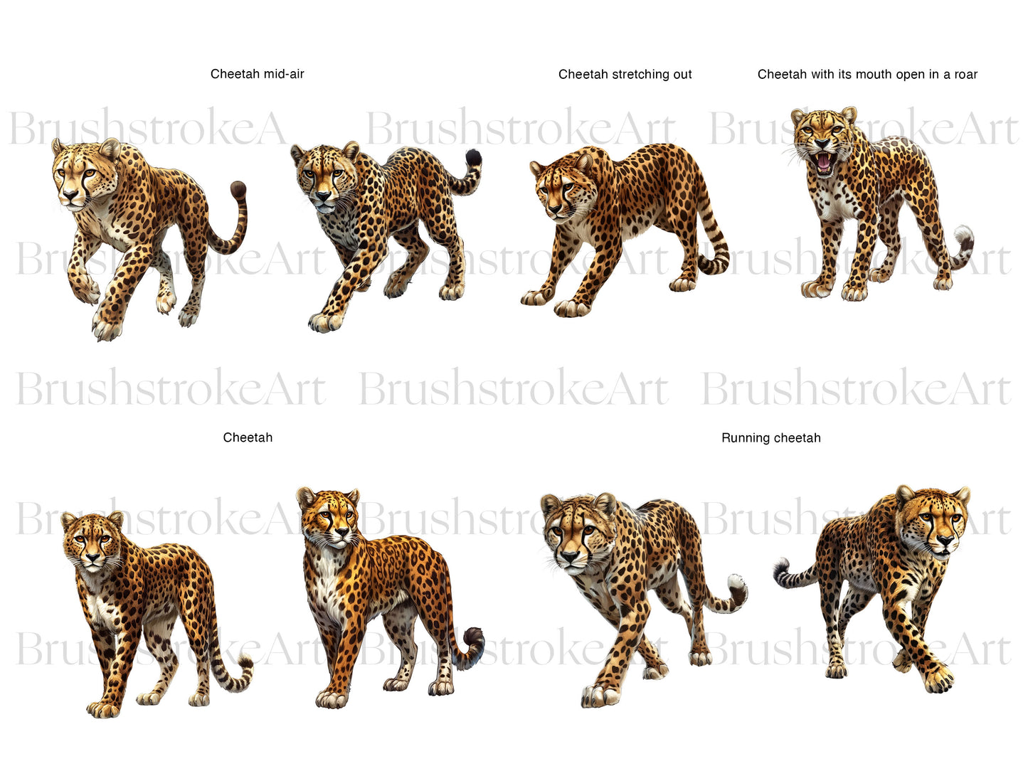Spotted Cheetah