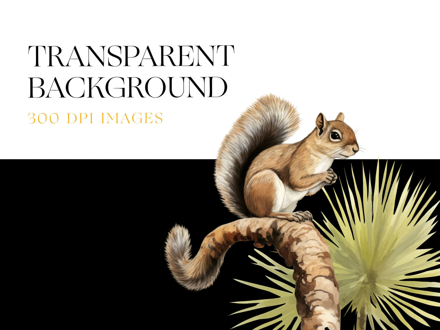 Squirrel PNG