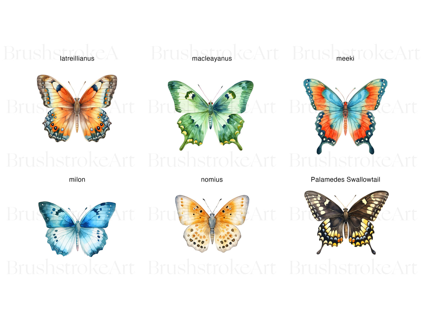 Swallowtail Images