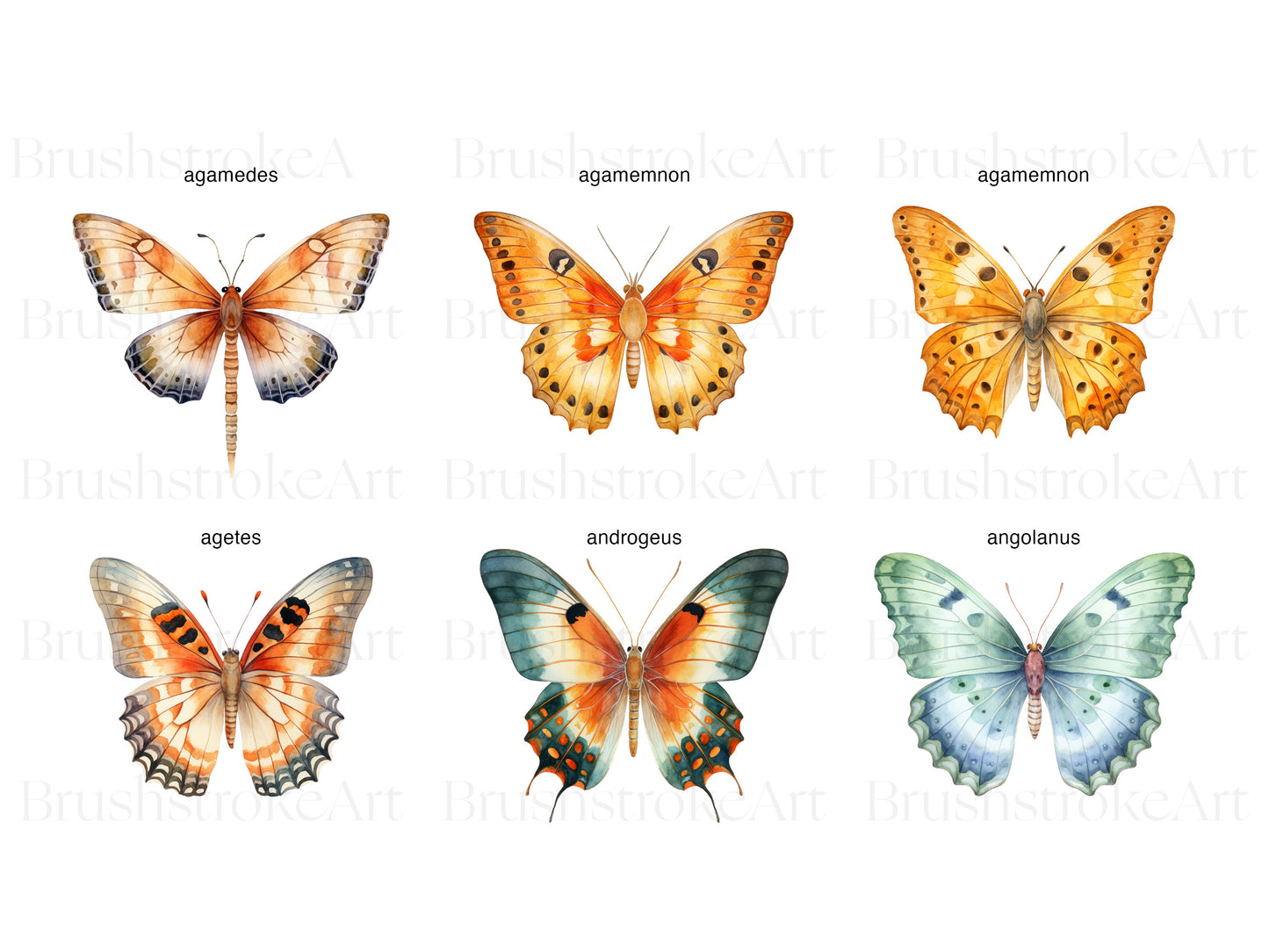 Swallowtail PNG