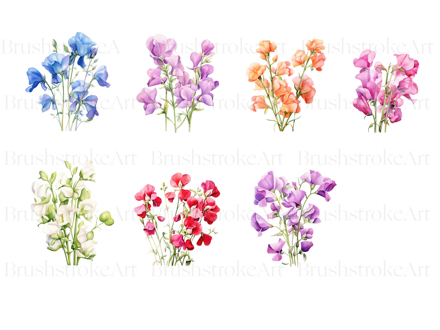 Sweet pea flowers