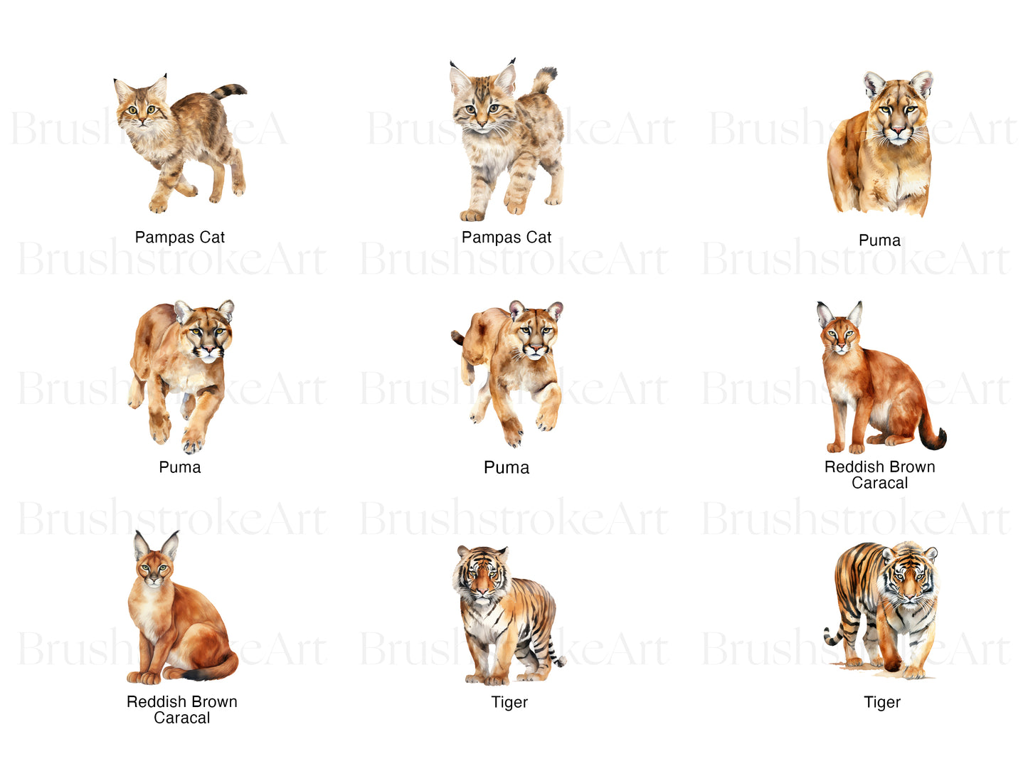 Tiger PNG