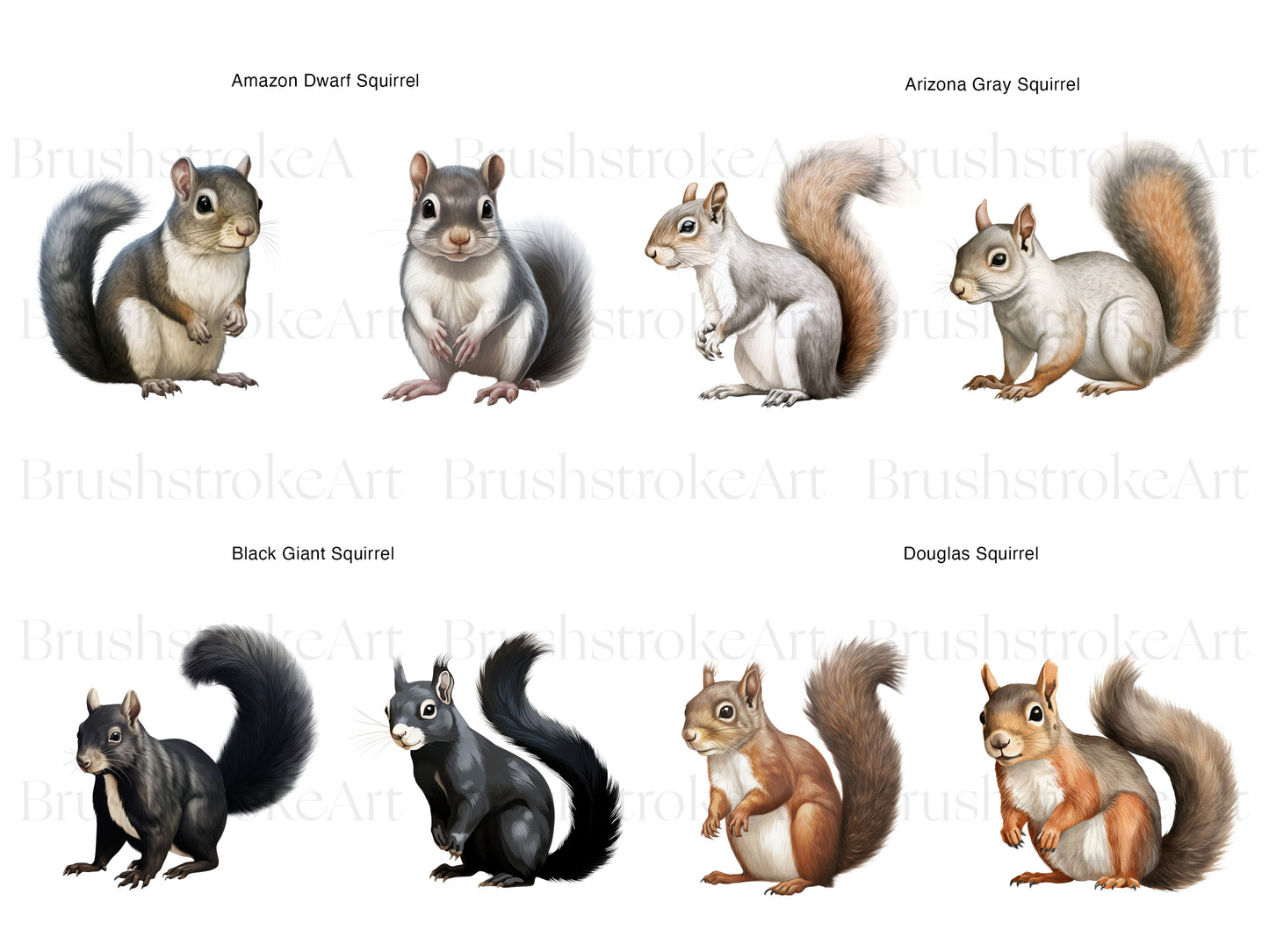 Tree Squirrel