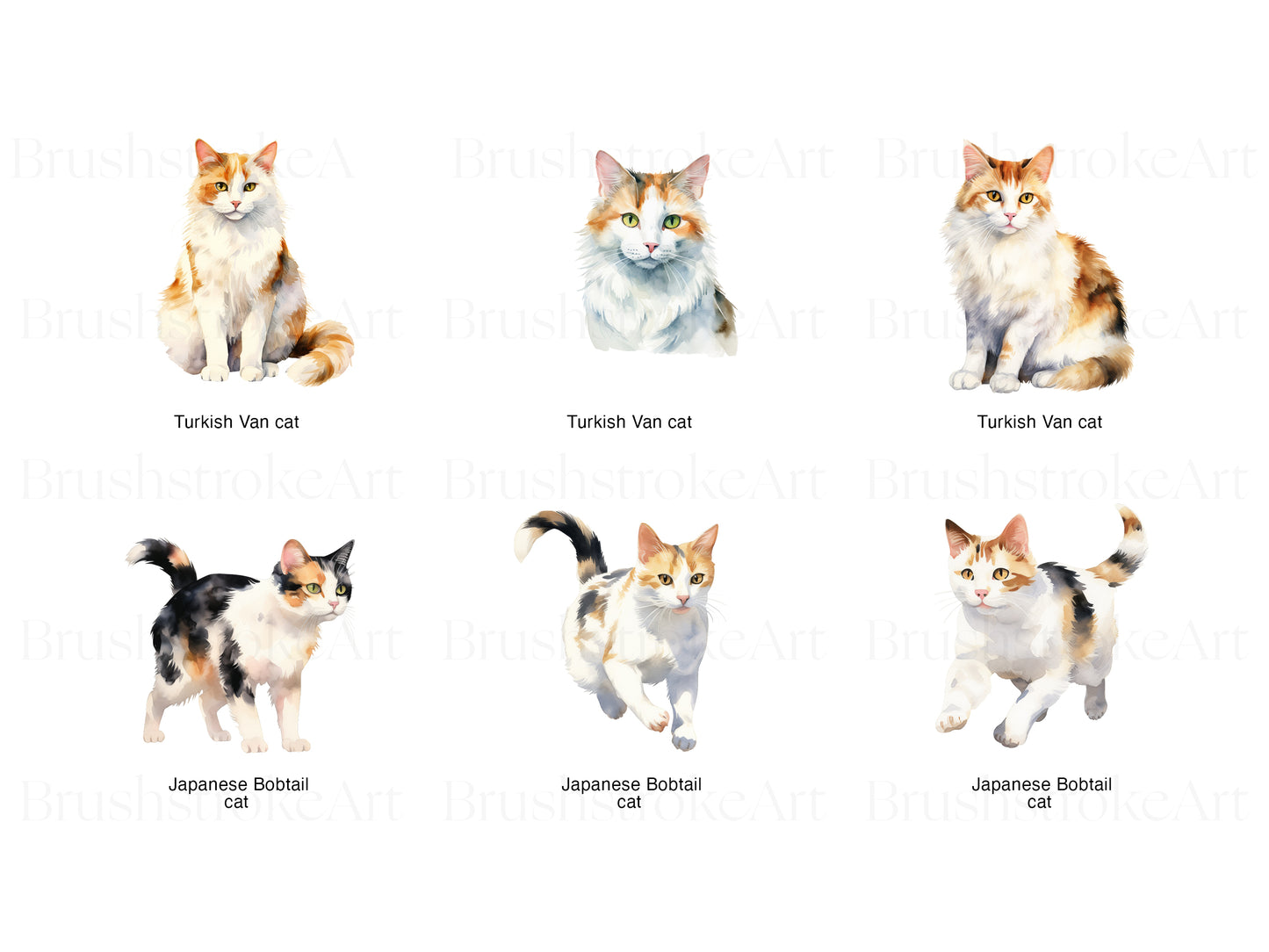 Turkish Cat