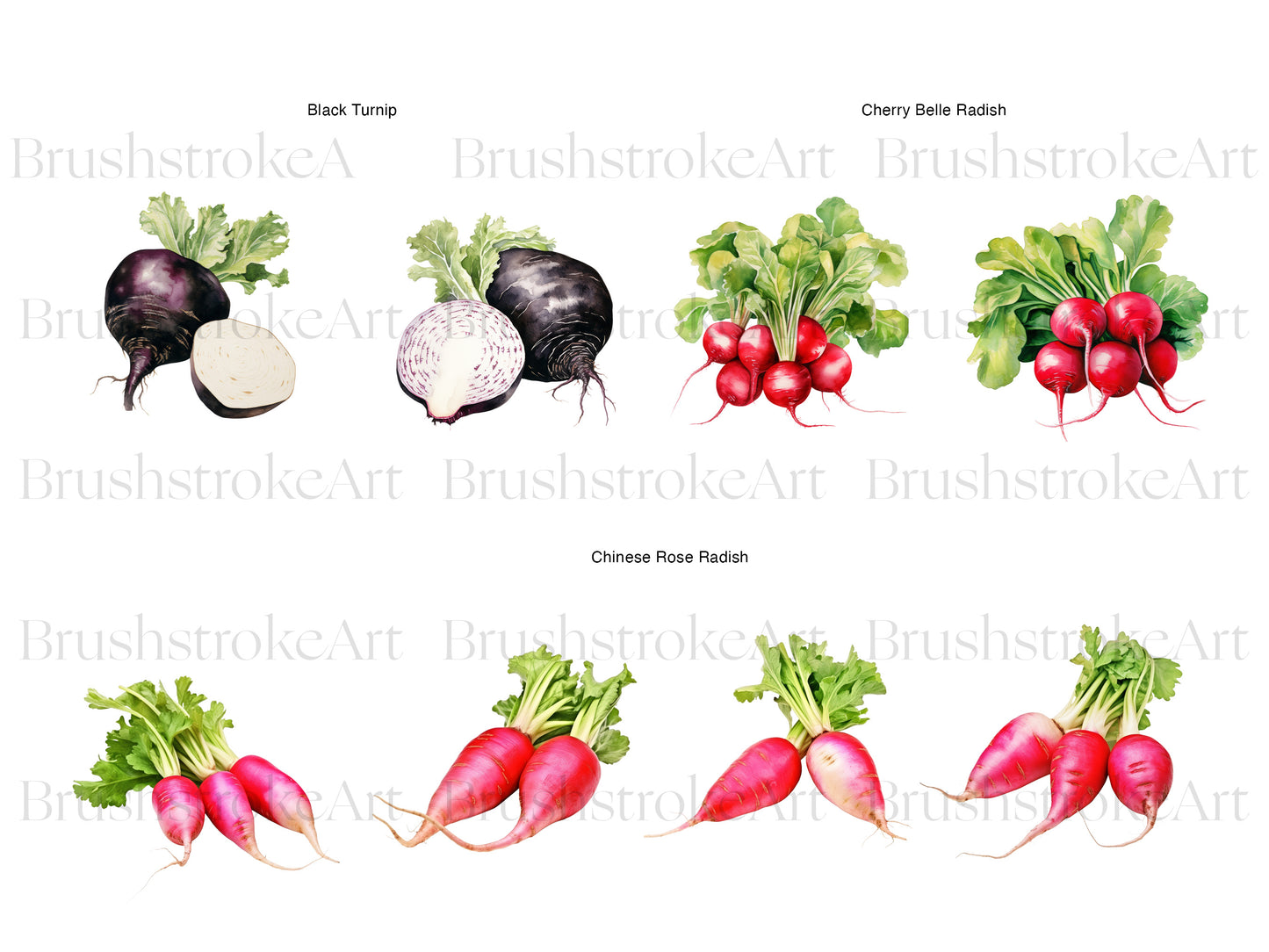Turnip Clipart