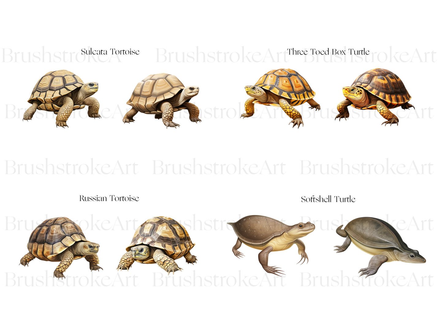 Turtle illustration