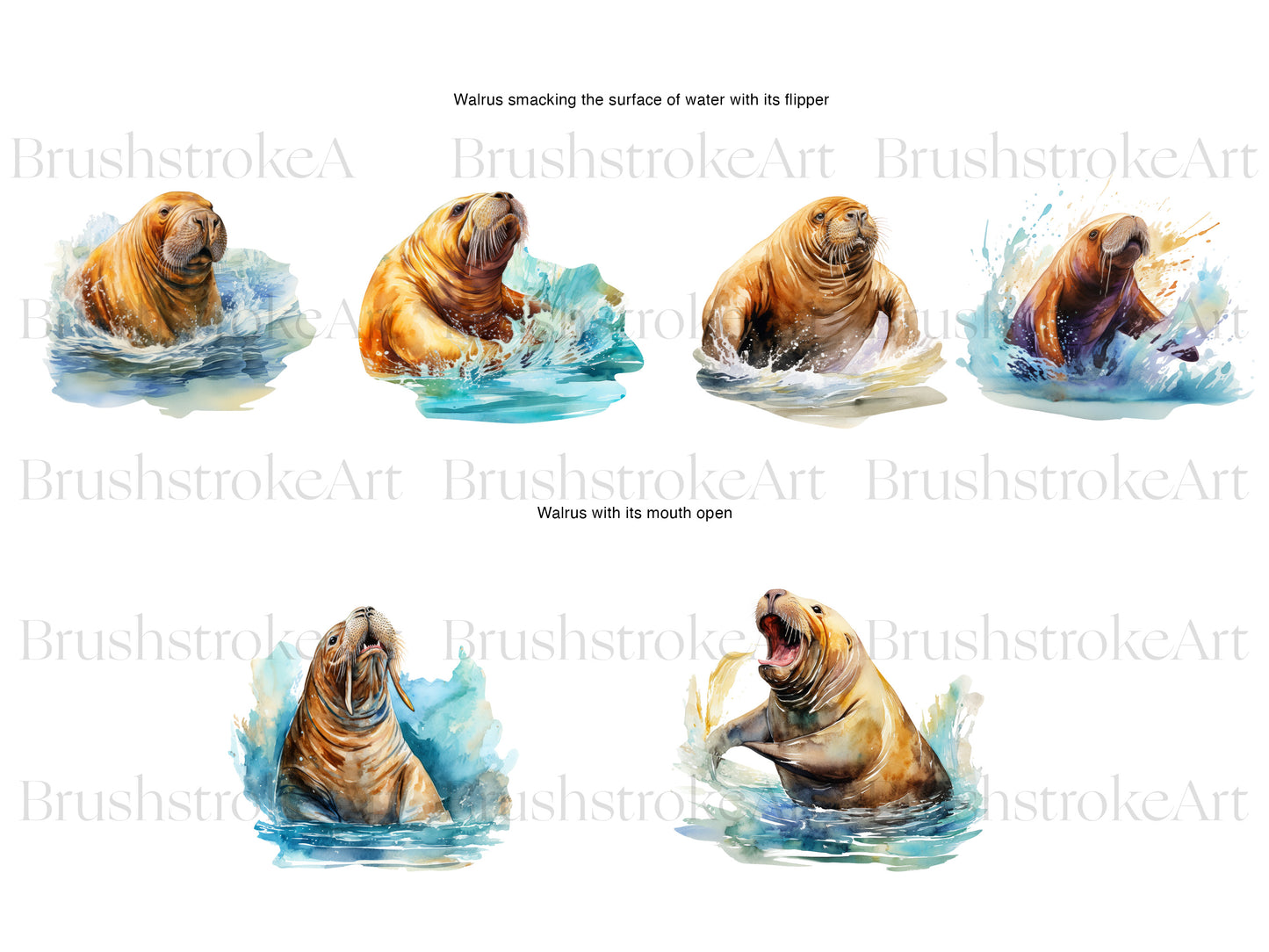 Walrus Illustration