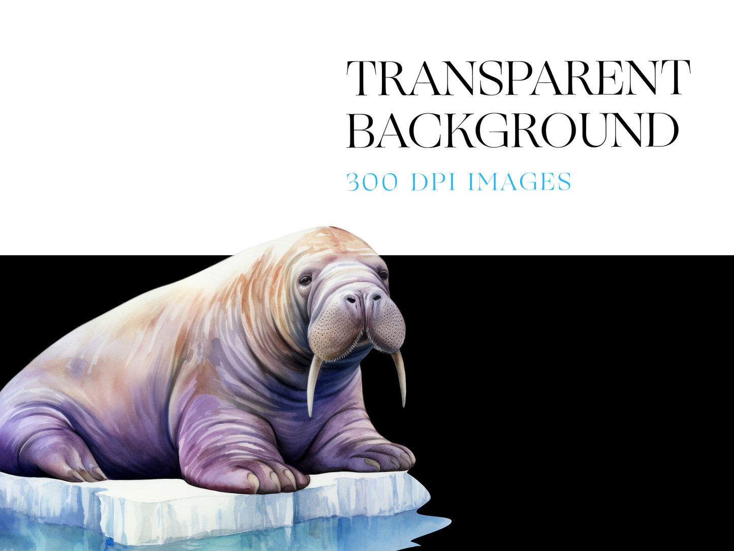 Walrus PNG