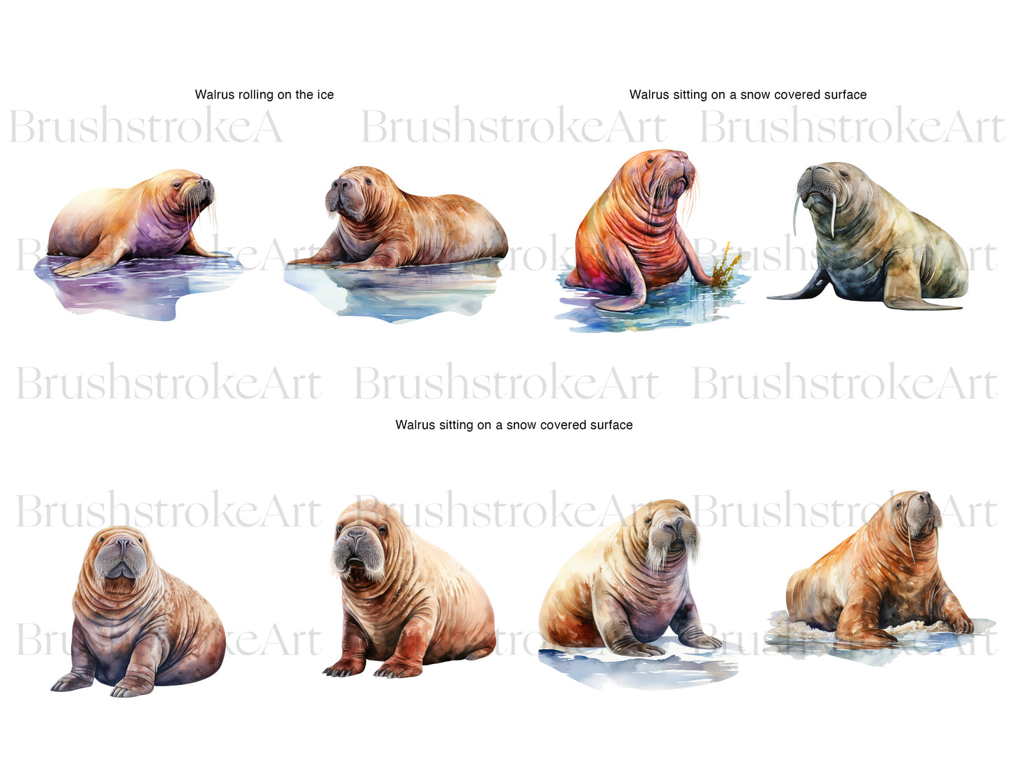 Walrus Picture