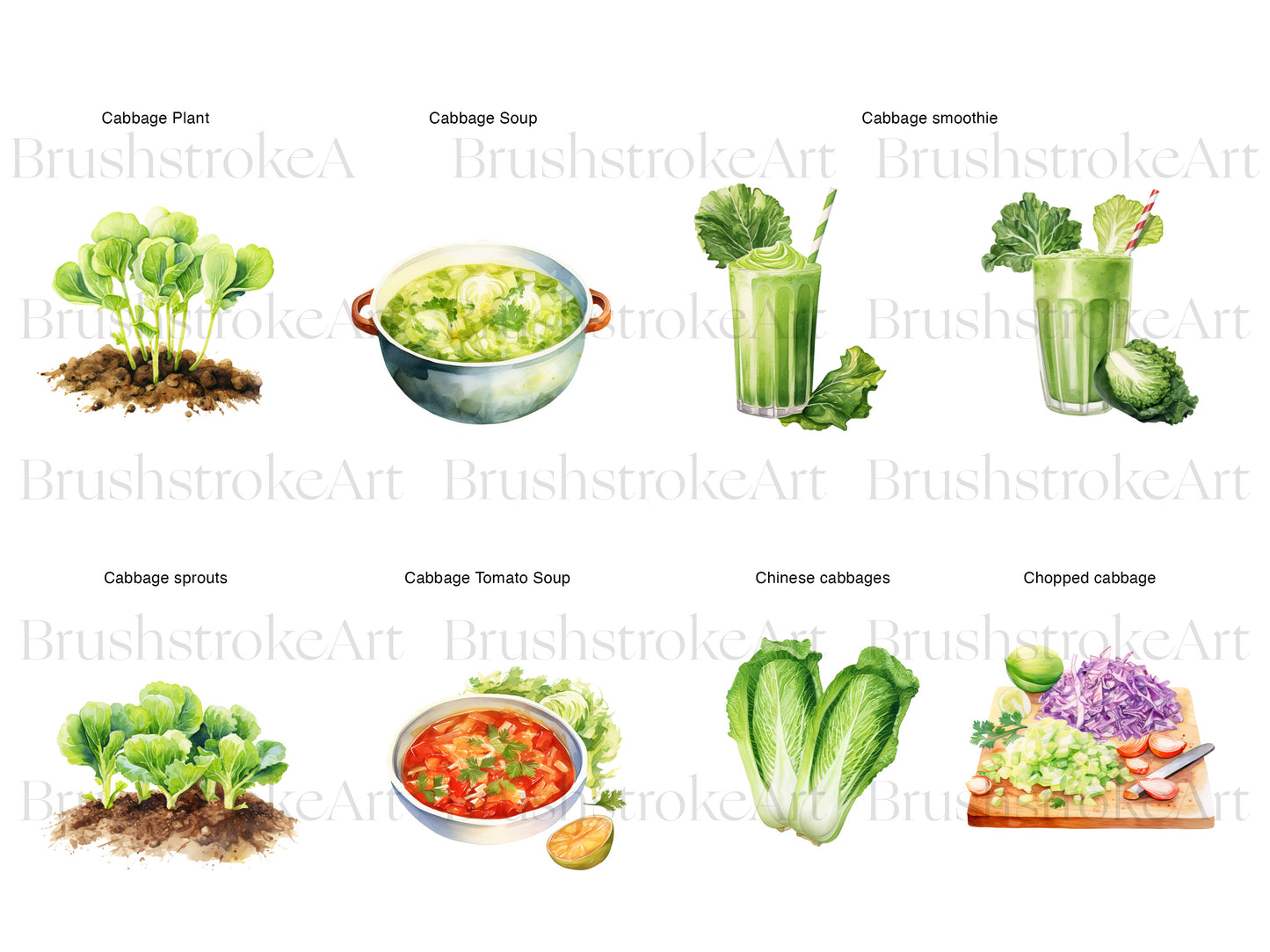 Watercolor Cabbage