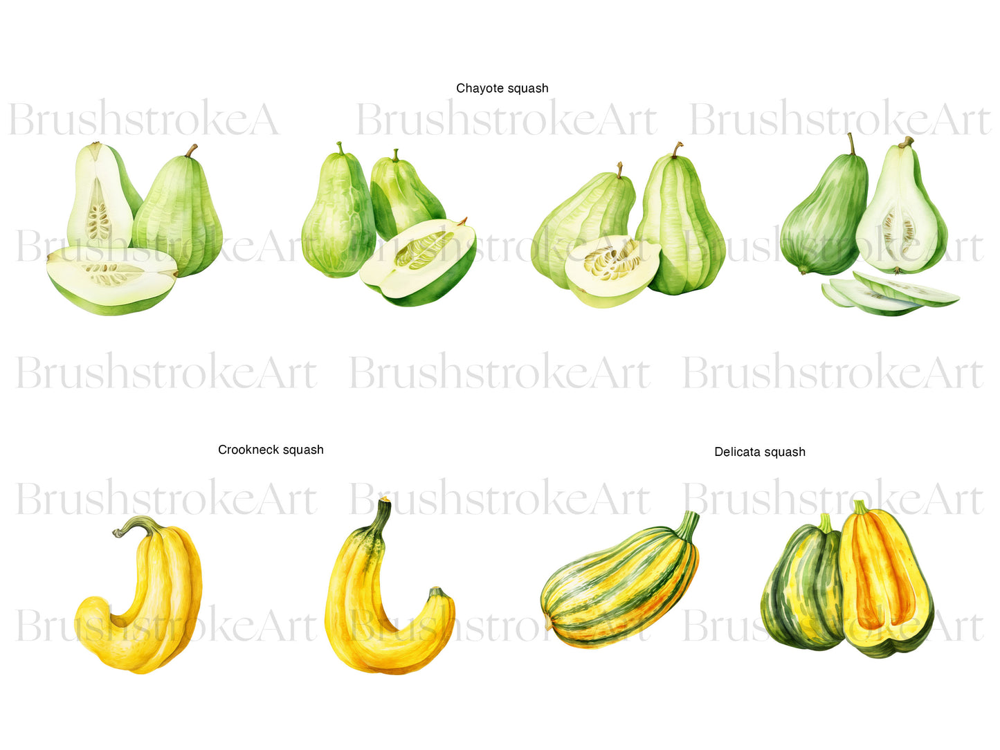 Watercolor Squash
