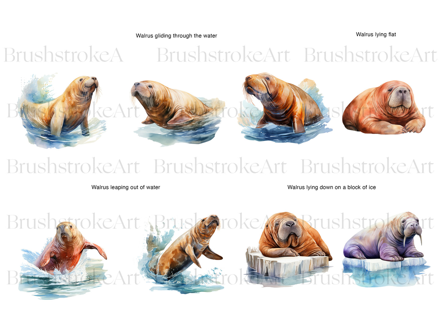 Watercolor Walrus