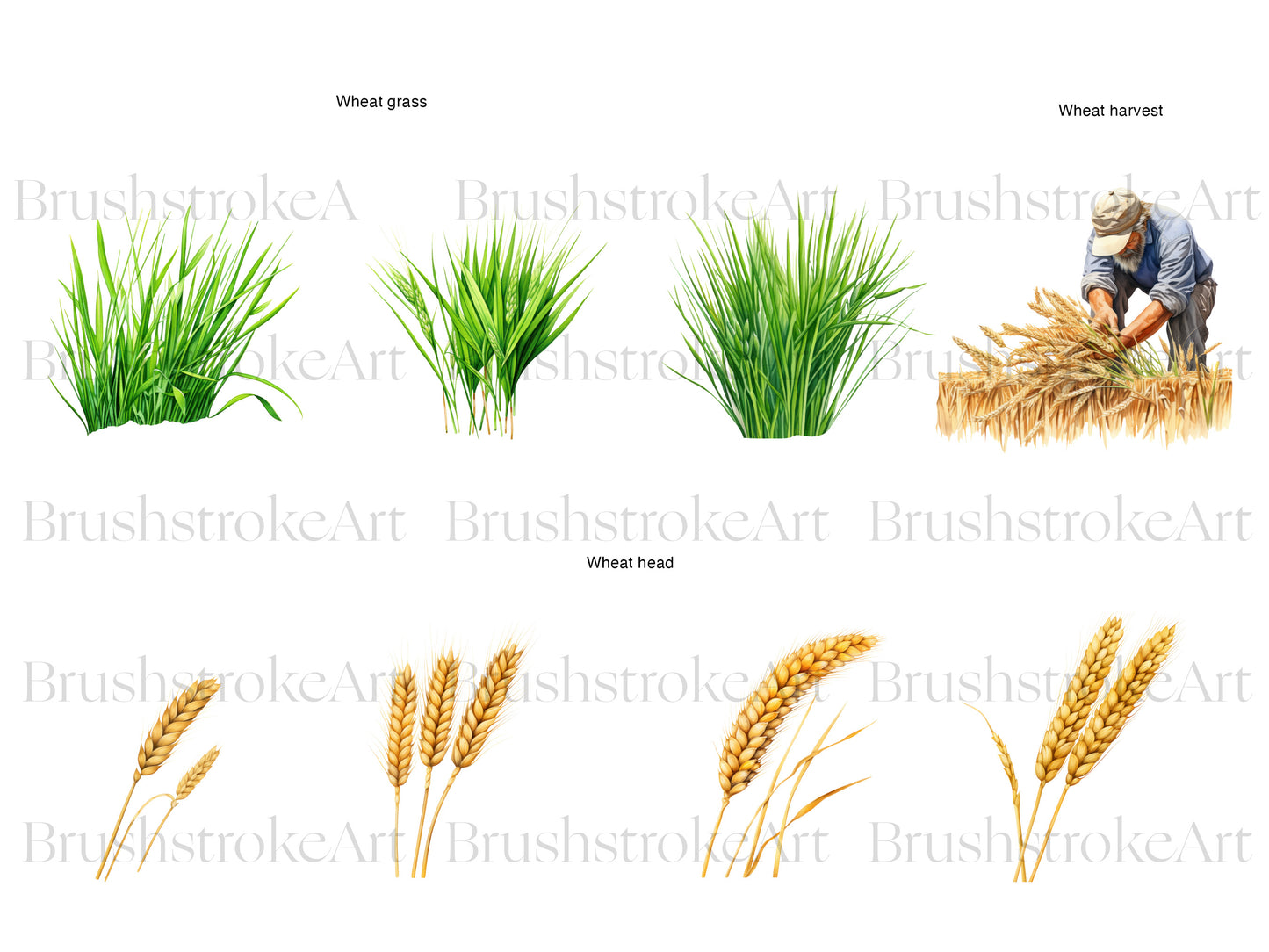 Wheat Harvest