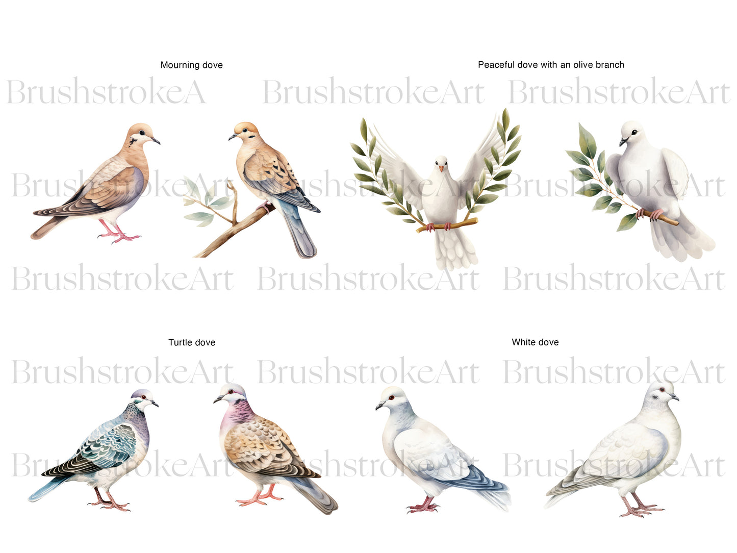 White Dove