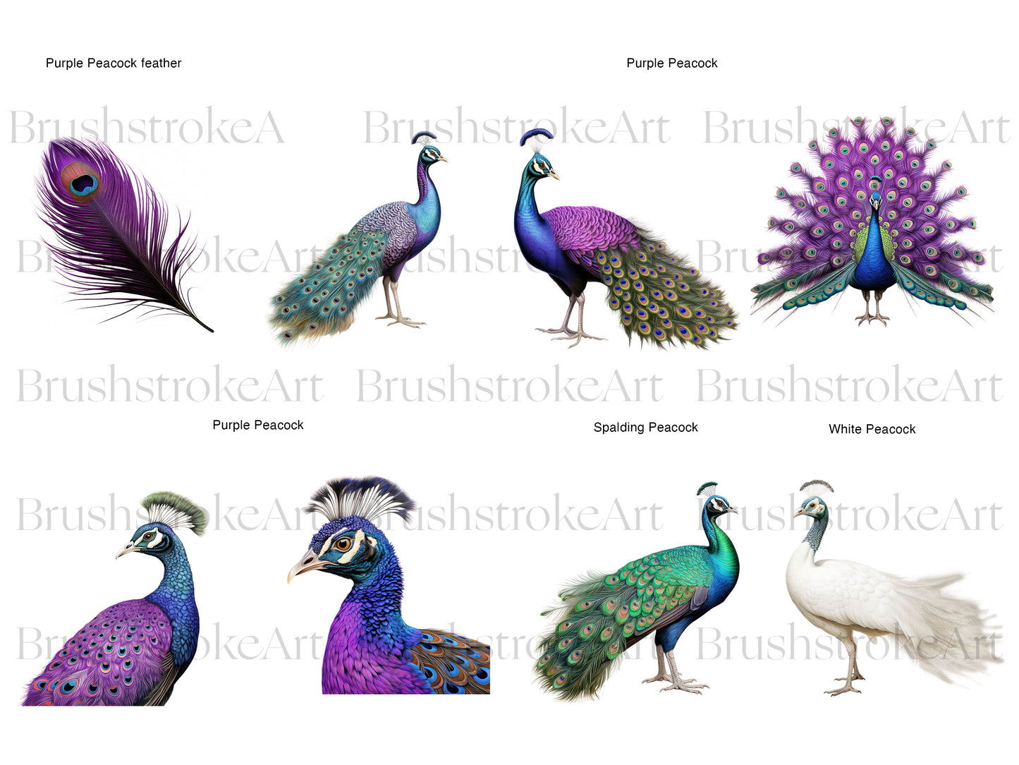 White Peacock