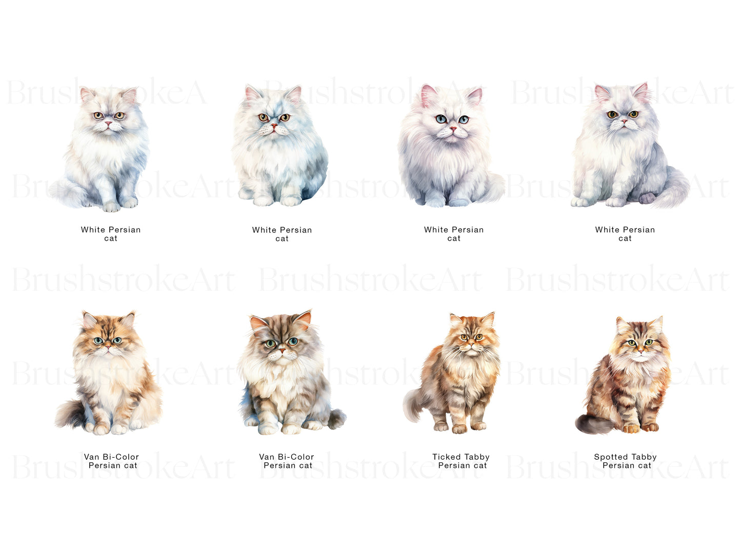 White Persian Cat