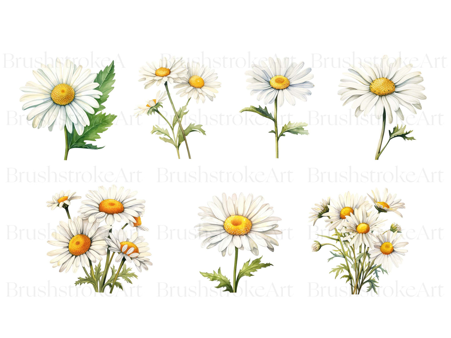 White daisy