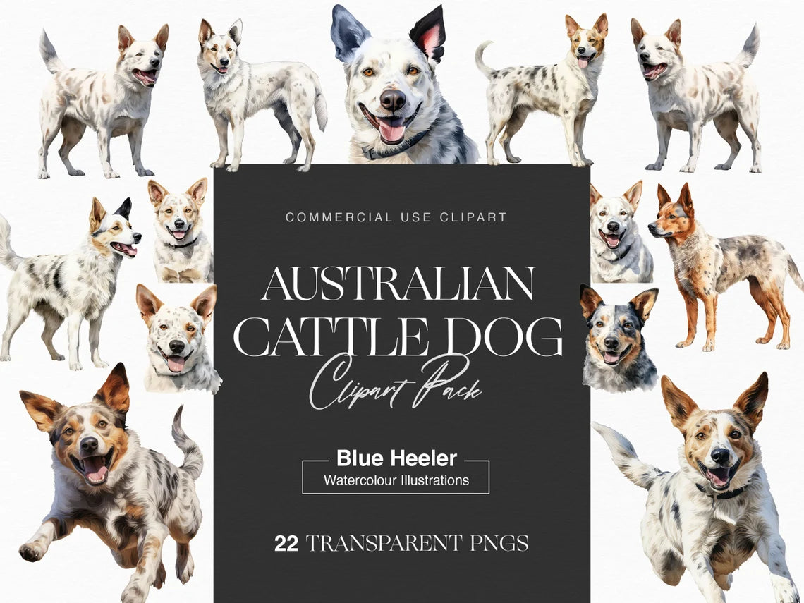 australian cattle