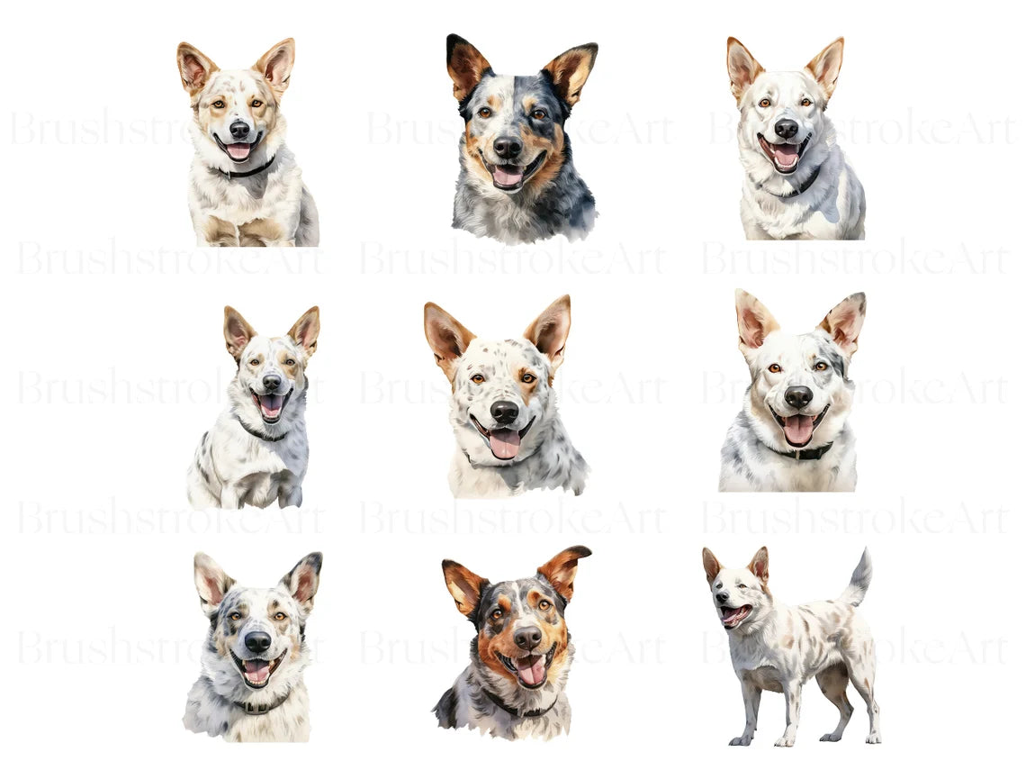 australian dog