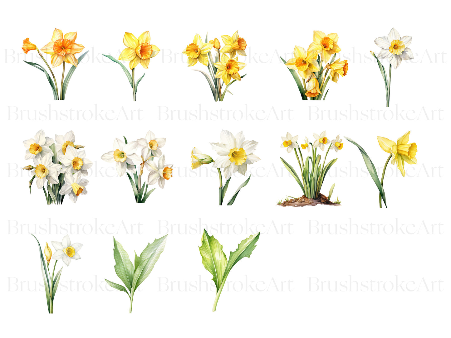 watercolor daffodil