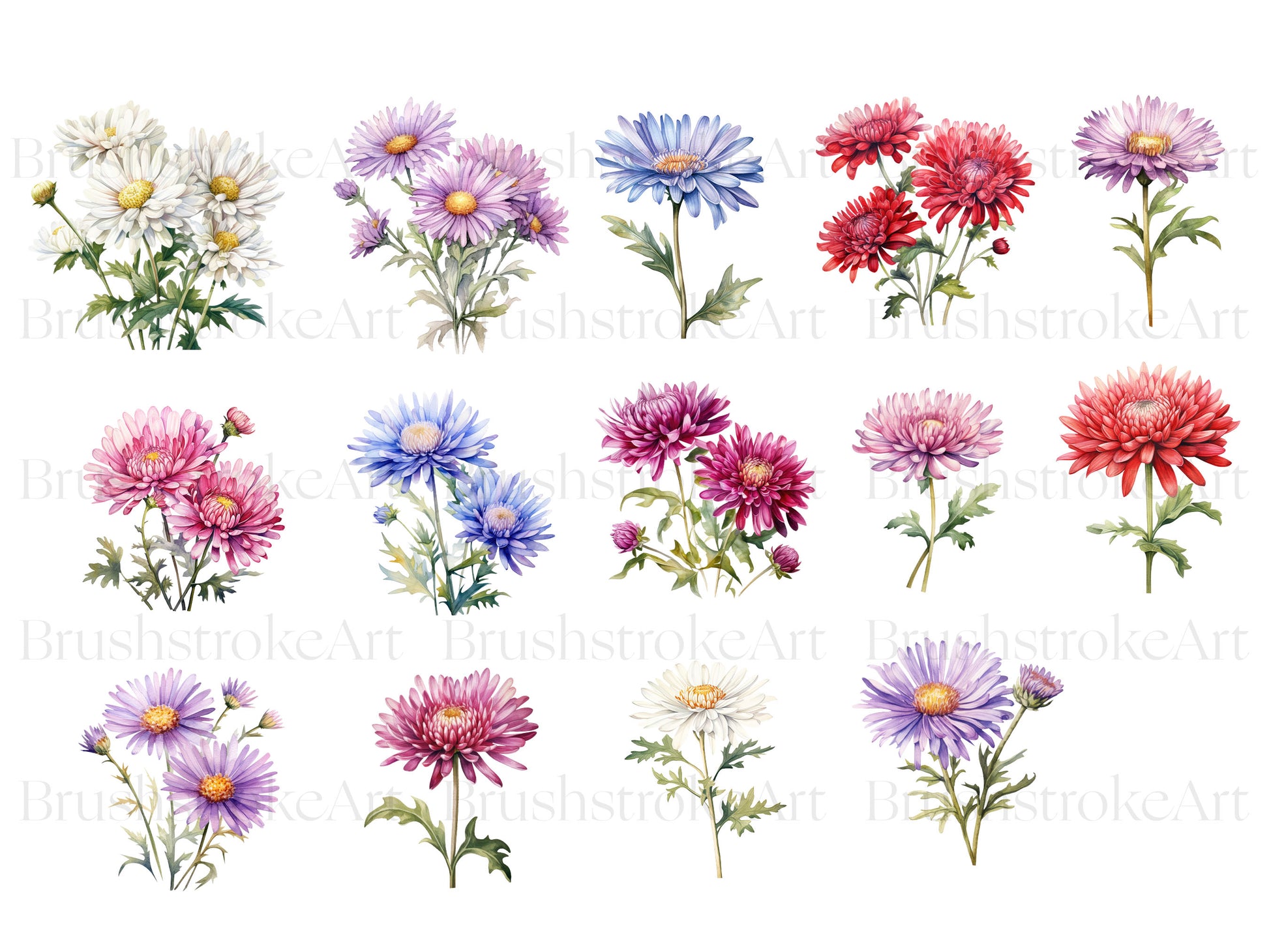 Aster flower pack