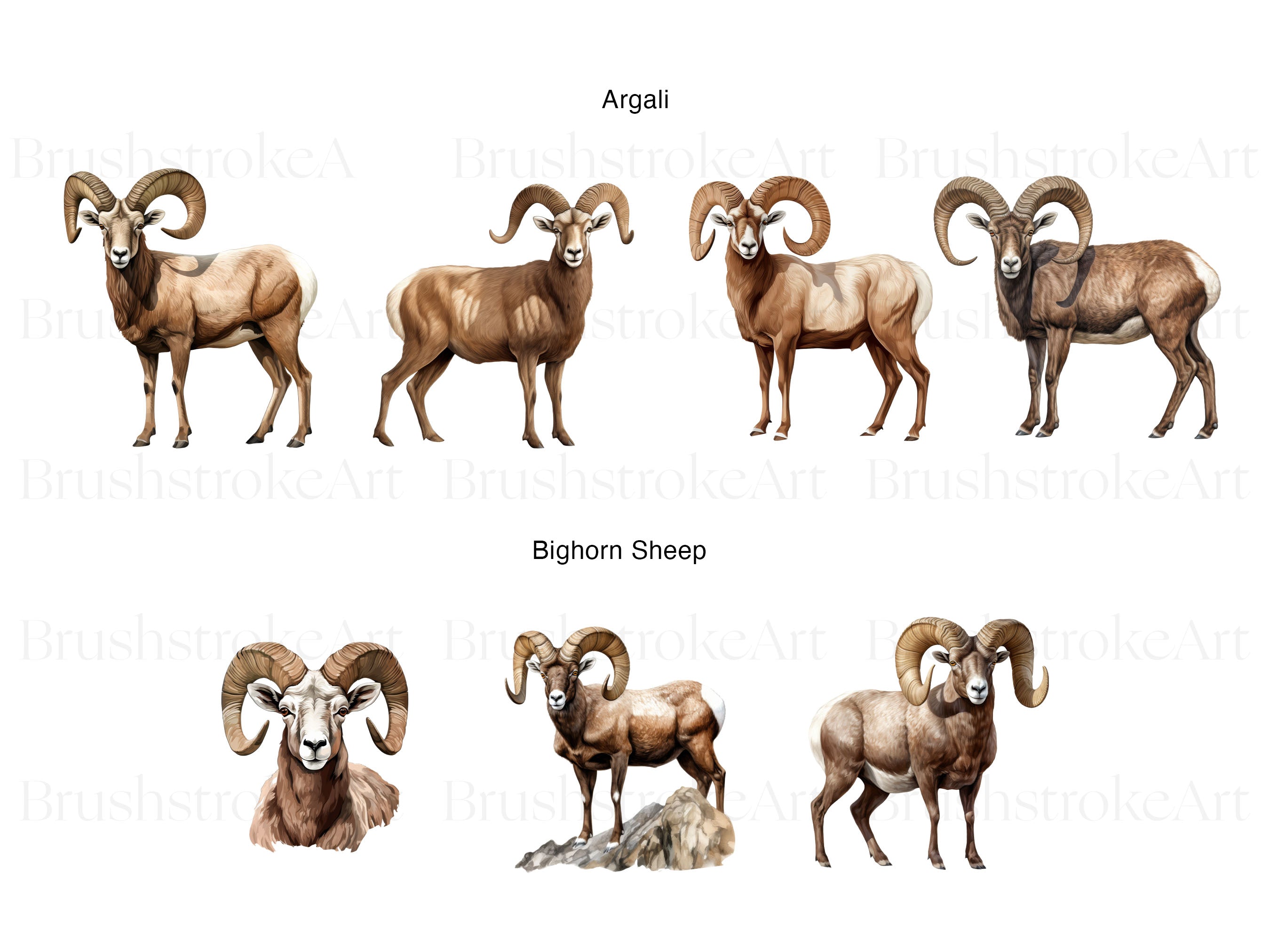 Sheep Breeds Clipart, Bighorn Sheep, Mountain Dall Sheep – Clipartset