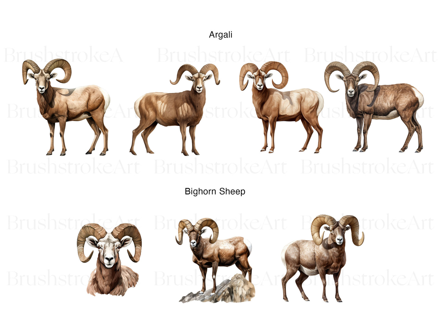 Bighorn Sheep