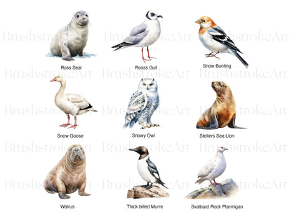 Bird clipart