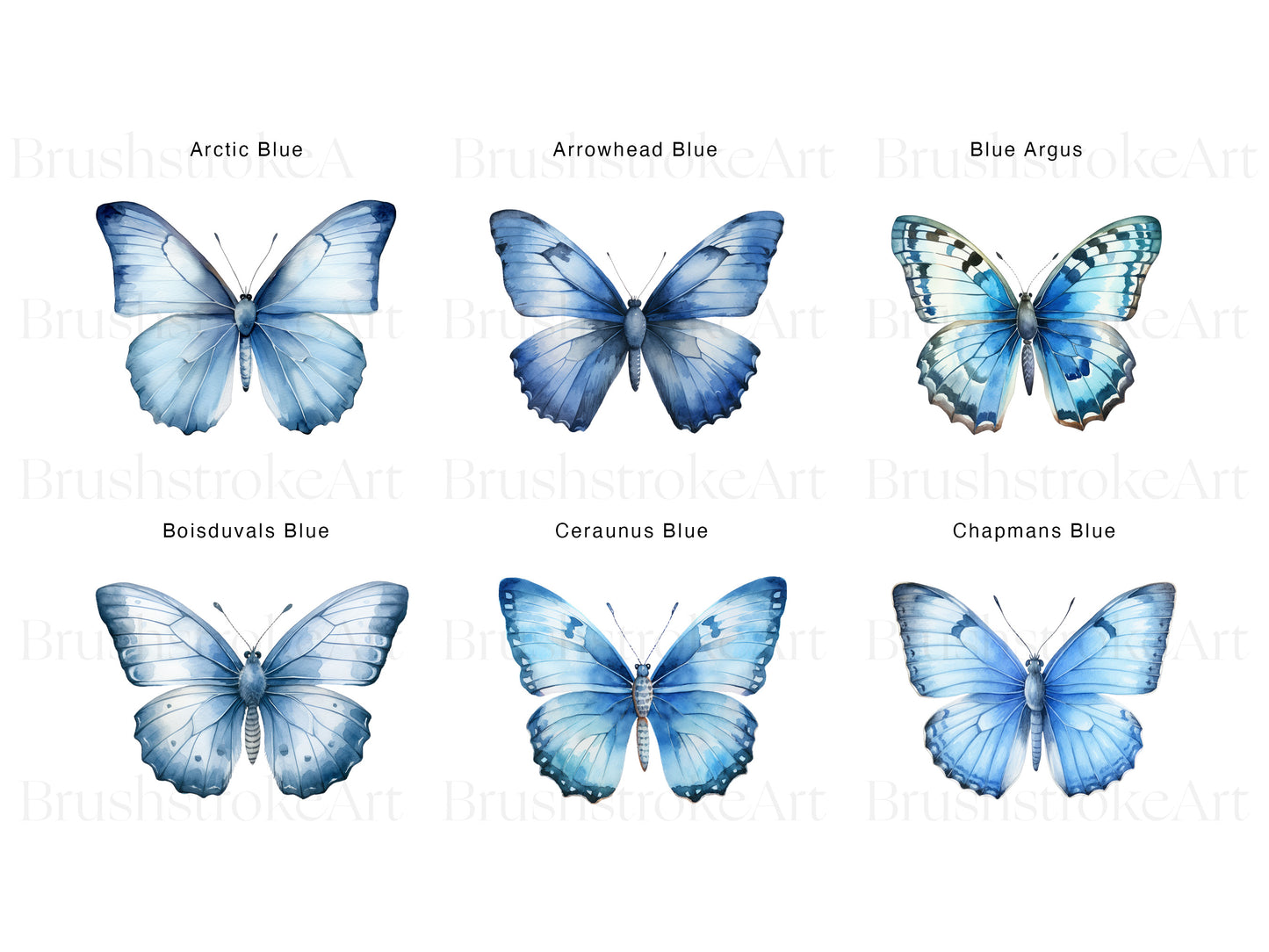 Blue Butterfly