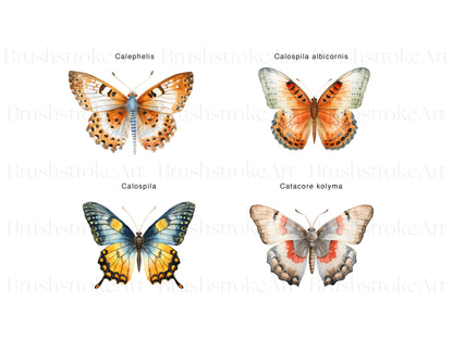 Butterfly Ephemera