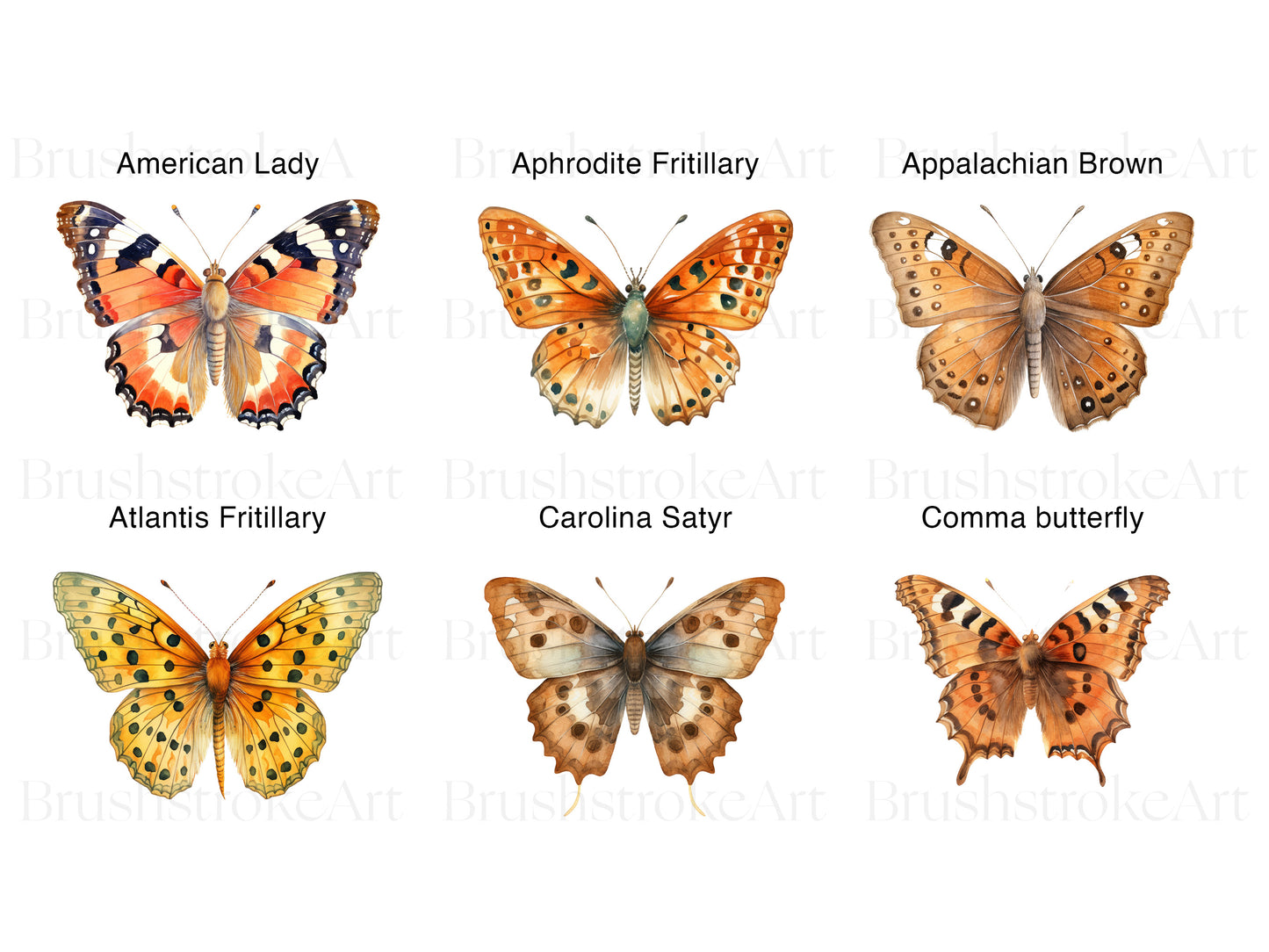 Butterfly Species