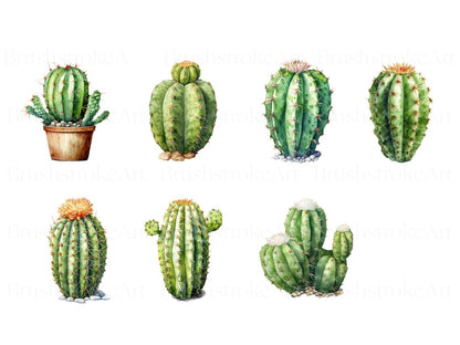 Cactus Plants