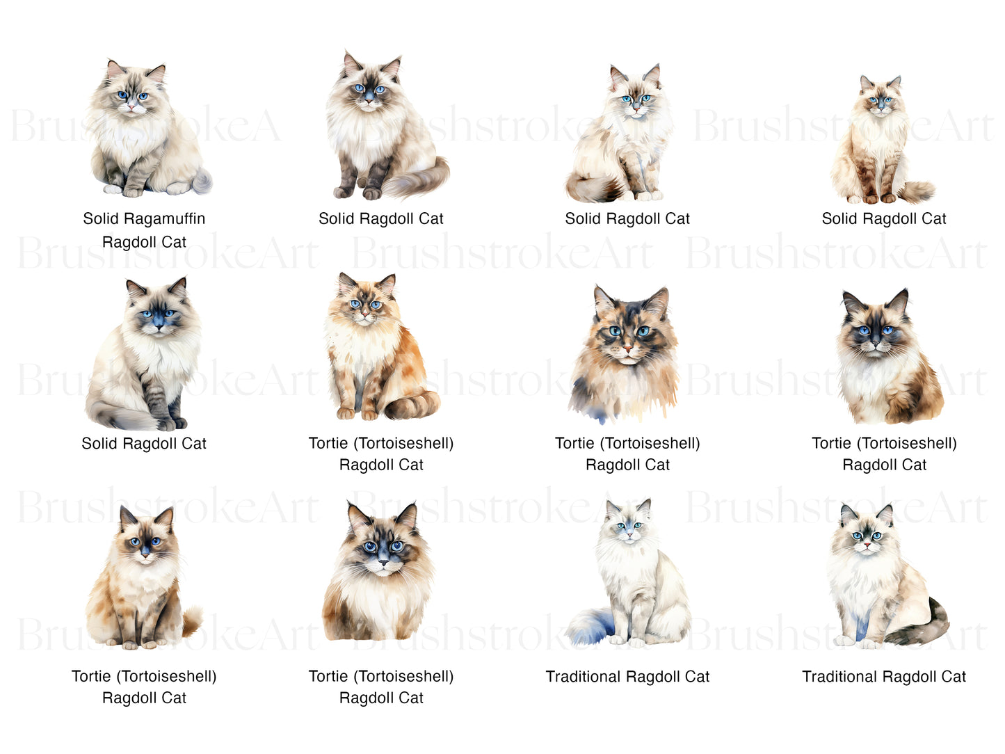 Ragdoll Cat Clipart, Ragdoll Kitten PNG, Long Haired Cat