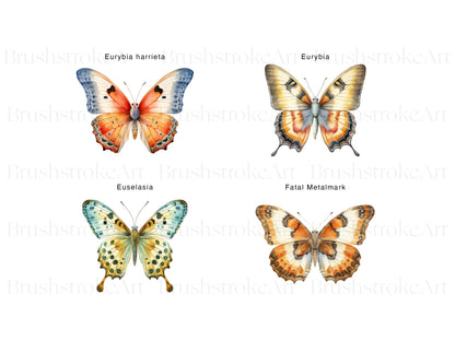 Colorful Butterflies