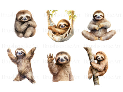 Cute sloth