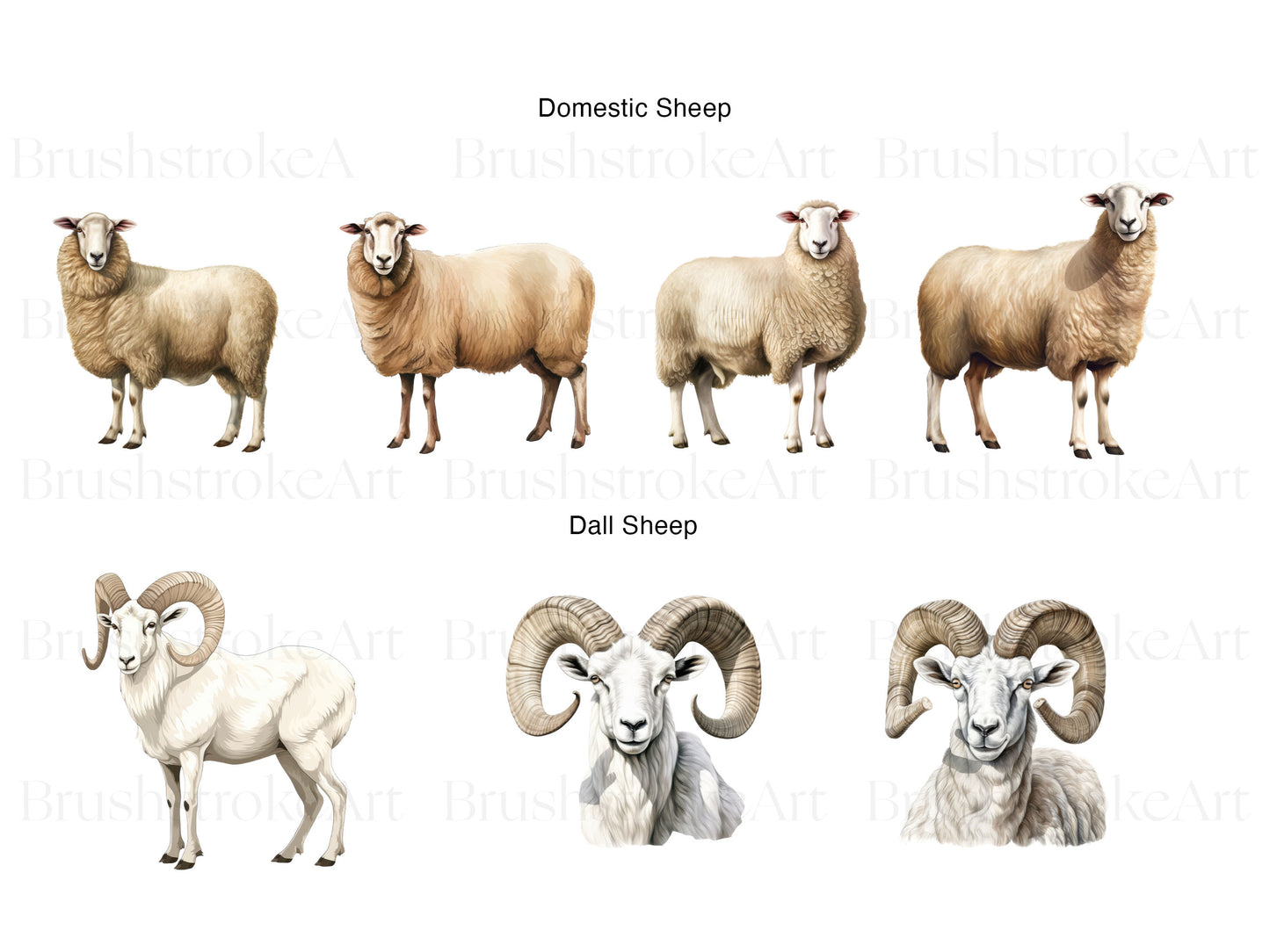 Dall Sheep PNG