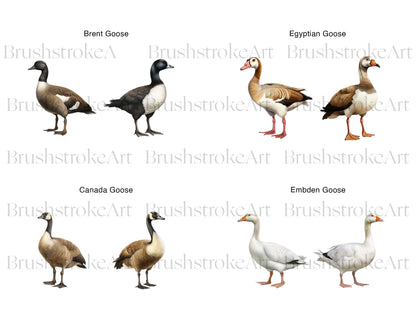 Egyptian Geese