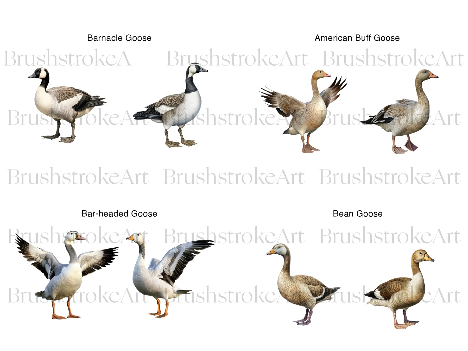 Goose Illustration